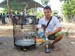 Tutorial cara buat tebok sangkar bulat kayu jati burung murai. Njk Sukoharjo Cabut Dari Kandang Ternak Mb Petir Langsung Ngejos Burungnews