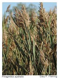 Image result for Phragmites australis