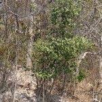 Image result for Mystroxylon