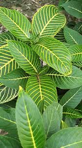 Image result for Sanchezia speciosa