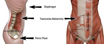transverse abdominis exercises