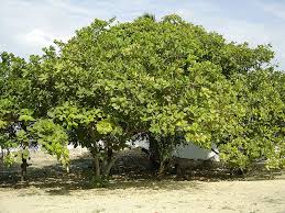 Une multitude de noisetiers et d'aveliniers ont été croisés entre eux de manière à produire différents cultivars. De Quel Arbre Viennent Les Noix De Cajou