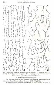 Image result for Asplenium bugoiense