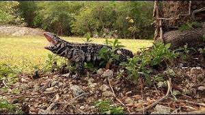 Tegu Attacks Dog 01 28,337 likes · 1,078 talking about this.