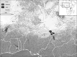 Image result for Panicum chambeshii