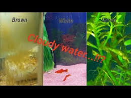 Cures for cloudy aquarium water provide crustaceans such as daphnia to eat the algae, and these are in turn fed on by the fish. Top Reasons Why Aquarium Water Gets Cloudy And How To Fix It Green Brown White Fish Tank Water Youtube