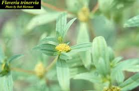 Image result for Flaveria trinervia