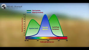 Maybe you would like to learn more about one of these? 45 Lighting For Indoor Bonsai And House Plants Bonsai Trees For Beginners Series Youtube