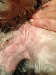 #1 thyroid deficiency if you notice that your dog bears black spots that are tender to touch and are changing in shape and size. Pink Dog Skin Rash With Black Crusty Areas Black Spots Organic Pet Digest