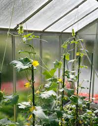 Wer nur im freiland anbaut und keine kleingewächshäuser zur verfügung hat, sollte trotzdem die gurkensaison nicht ungenutzt verstreichen lassen. Gurken Anbau Im Gewachshaus 5 Profi Tipps Mein Schoner Garten
