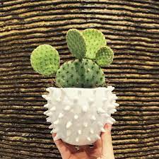 In the end, as a rule of thumb, your cactus is better off being a bit dry, rather than overwatered. How To Tell If Your Cactus Is Dying Succulent City