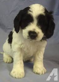 Black And White Doodle Dog For Sale Miniature Double Doodle Puppy Goldendoodle Labradoodle King Charles Cavalier Spaniel Puppy King Charles Spaniel Cavalier King Charles Spaniel Tricolor