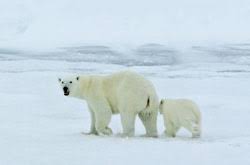 plants animals and ecosystems a students guide to