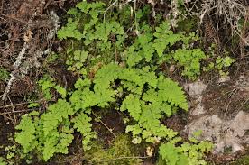 Image result for Histiopteris incisa