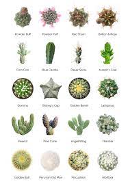 This cactus has incredible roots, often the same size as the plant's part that you see above the surface. Blackwoods Co Za Succulent Identification Charts Blackwoods Co Za Cactus Plants Types Of Succulents Plants Cactus Types