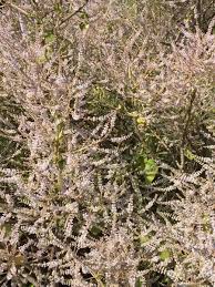 Image result for Tetradenia