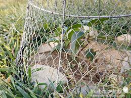 Chicken wire is made from a variety of materials, including stainless steel, copper, and aluminum. Choosing The Right Fencing For Your Chicken Coop Run Or Garden Fresh Eggs Daily