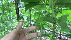 If you are growing the beans in a pot, you do not have to worry much about the spacing aspect. Green Beans Growing Step By Step How To Do It Oag 2017 Youtube