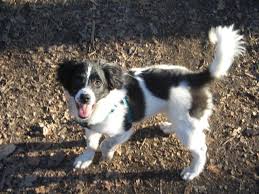 Absolutely adorable wsdwr registered border aussie (border collie x australian shepherd) pups for sale. Border Jack Border Collie Jack Russell Mix Info Puppies Pictures Jack Russell Mix Border Collie Mix Puppies Border Collie