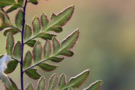 Image result for Cheilanthes viridis