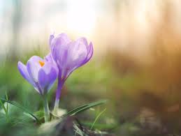 21 marca to pierwszy dzień kalendarzowej wiosny. Pierwszy Dzien Wiosny 2021 Kiedy Kalendarzowy I Astronomiczny Poczatek Wiosny Czym Jest Rownonoc Wiosenna To Juz Wkrotce 17 03 2021 Dziennik Baltycki