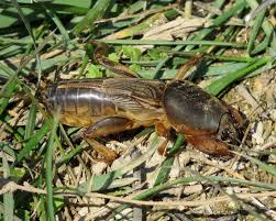 Pest control crickets devices are equipped with advanced and modernized features that improvise superior technologies to repel these pests from alibaba.com offers a broad range of. Recommended Products To Control Mole Crickets