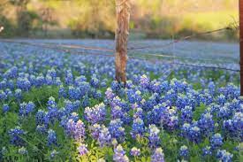 Thank you to the wonderful live musicians, vendors, sponsors, volunteers, staff, visitors and residents who made this event so special. Ennis Bluebonnet Trails Festival Returns Focus Daily News