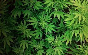 We leverage cloud and hybrid datacenters, giving you the speed and security of nearby vpn services, and the ability to leverage services provided in a remote location. Weed Supreme Wallpapers Wallpaper Cave
