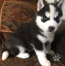 Baby Siberian Husky Black And White My Name Is Togo I M A Black And White Siberian Husky Male Some Say I M Quick To Learn Although I Li Puppy Finder Siberian Husky Puppies White Siberian Husky