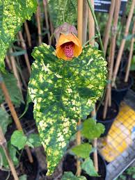 Image result for Abutilon grantii