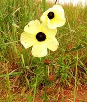 Image result for Hibiscus surattensis