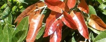 Image result for Ficus ingens