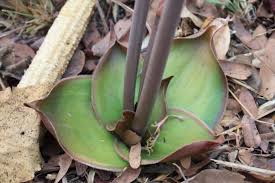 Image result for Aloe bicomitum