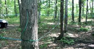 A La Decouverte D Une Cabane A Sucre Ou Comment Est Fabrique Le Sirop D Erable Sugar Shack Maple Syrup Syrup