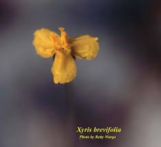 Image result for Xyris friesii