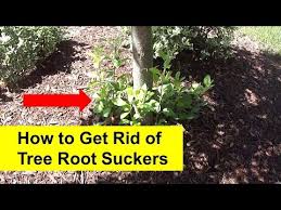 You also have the ability to buy it from a garden center. How To Get Rid Of Tree Root Suckers Youtube