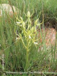 Image result for Habenaria clavata