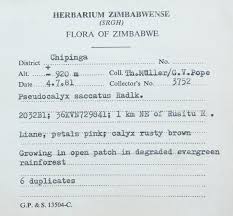 Image result for Pseudocalyx saccatus