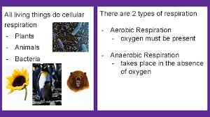 Glycolysis can begin with or without the intake of oxygen by the cell. Cellular Respiration A Crucial Exothermic Reaction For All