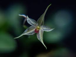 Image result for Microglossa