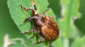 Image result for Kyllinga sphaerocephala