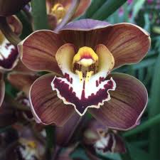 Erythrostylum is a white to pink color that has played an important role in. Cymbidium Orchid Sirocco Cymbidium Orchid Orchids Orchid Flower