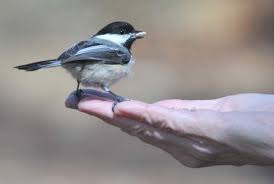 Birds Of Cape Cod National Seashore Hand Feeding Birds In Provincetown Birds Cape Cod Times Provincetown