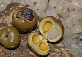 Ghim Tren Hạt đac La Gi Cong Dụng Va Cach Chế Biến