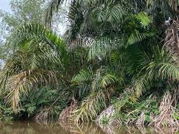 Image result for Raphia sese