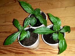 Image result for Tabernaemontana inconspicua