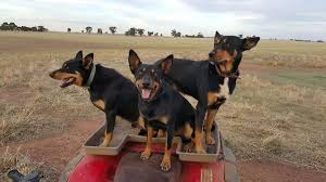 From pod coffee machines to automatic and manual, here's our guide to the best coffee machines on the market. The Australian Kelpie New Book Looks At Mysterious Origins Of World Famous Working Dog Abc News