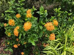 Image result for Ixora seretii