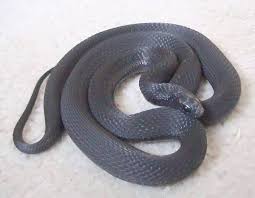 Image result for Dasylepis eggelingii