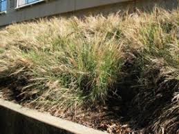 Image result for Heteropogon contortus